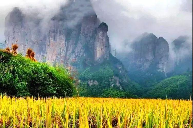 寻找奈良树花